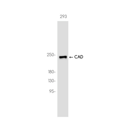 CAD antibody western blot 293 cells STJA0037504